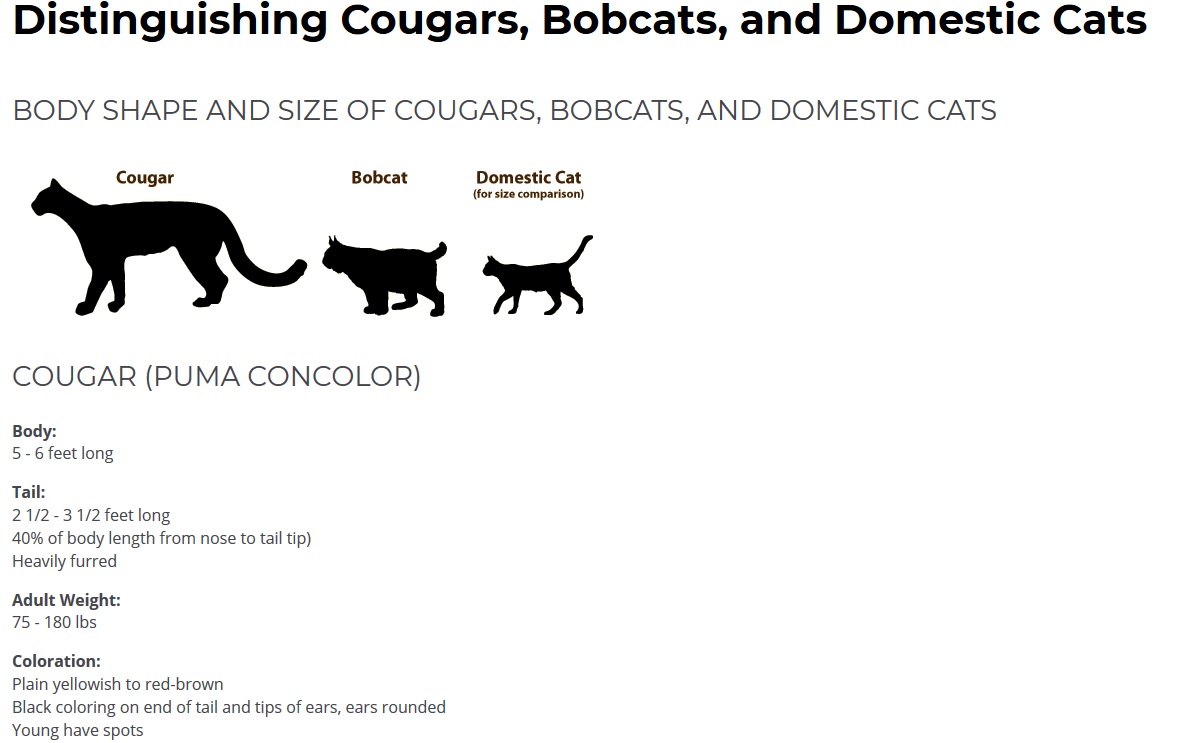 Cougar Age Chart