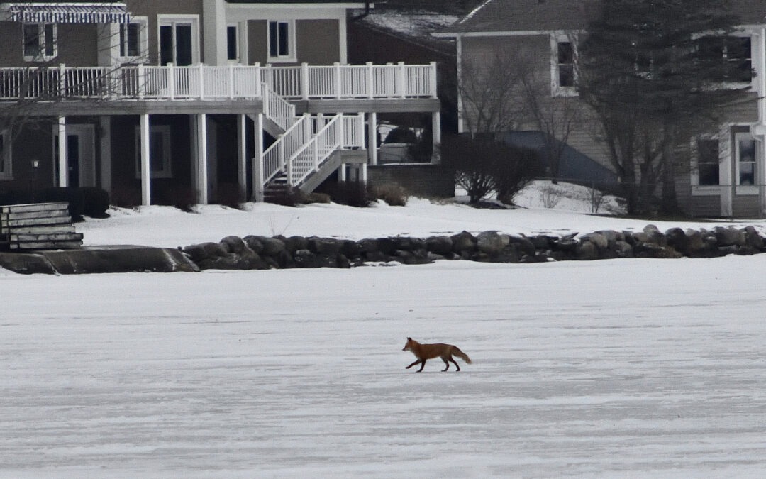 Fox on Ice